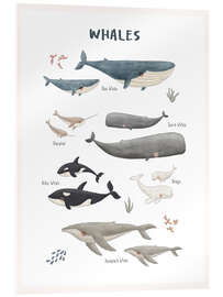 Akrylbillede Whale species