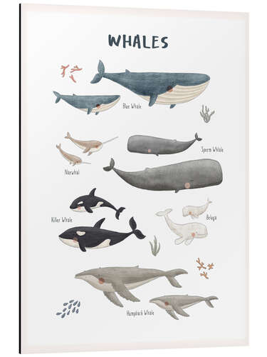 Aluminium print Whale species