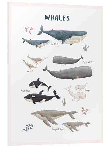 Cuadro de PVC Whale species