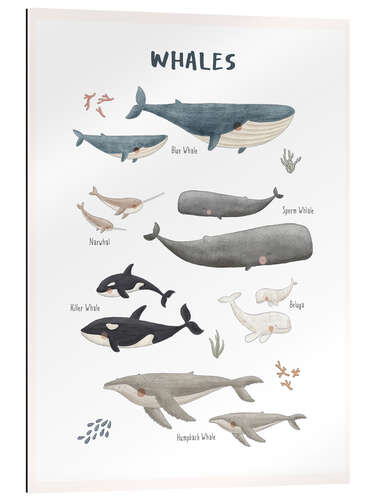 Cuadro de plexi-alu Whale species