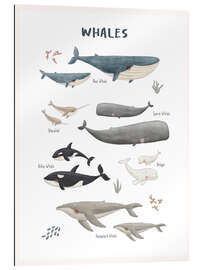 Cuadro de plexi-alu Whale species