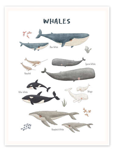 Poster Whale species