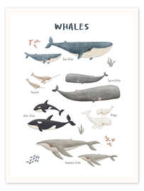 Wall print Whale species - Marta Munte