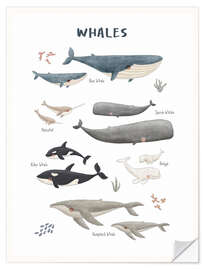Autocolante decorativo Whale species