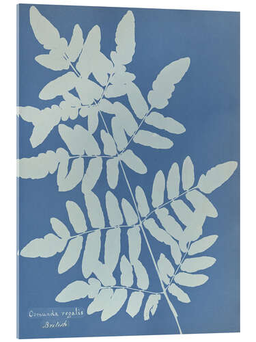 Acrylic print Osmunda regalis