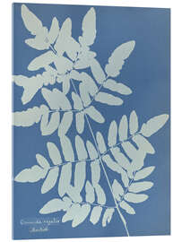 Acrylic print Osmunda regalis - Anna Atkins