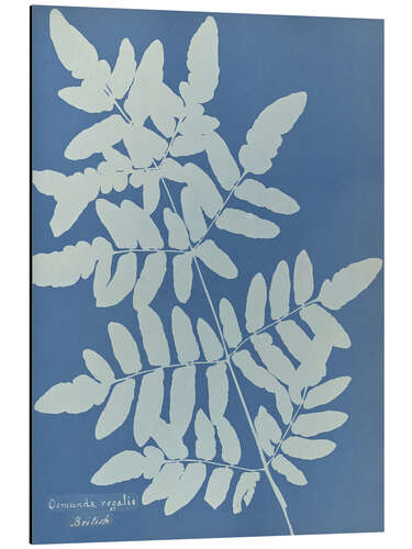 Aluminium print Osmunda regalis