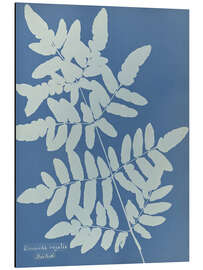 Tableau en aluminium Osmunda regalis - Anna Atkins