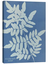 Obraz na płótnie Osmunda regalis - Anna Atkins