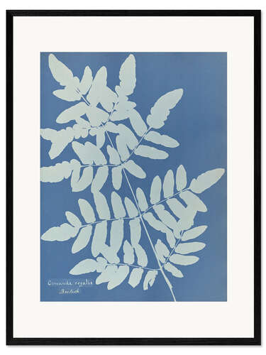 Framed art print Osmunda regalis