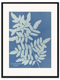 Framed art print Osmunda regalis - Anna Atkins