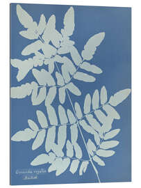 Gallery Print Osmunda regalis