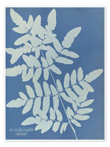 Poster Osmunda regalis