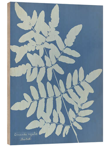 Tableau en bois Osmunda regalis