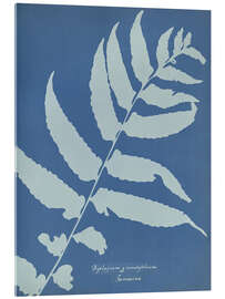 Acrylglas print Diplazium grandifolium, Jamaica - Anna Atkins