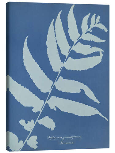 Tableau sur toile Diplazium grandifolium, Jamaica