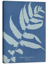 Tableau sur toile Diplazium grandifolium, Jamaica - Anna Atkins