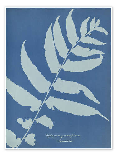 Póster Diplazium grandifolium, Jamaica