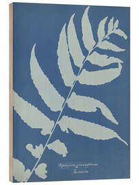 Holzbild Diplazium grandifolium, Jamaika - Anna Atkins