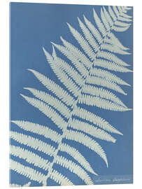 Acrylglasbild Lastrea oreopteris