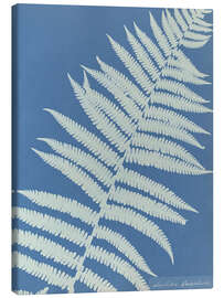 Tableau sur toile Lastrea oreopteris - Anna Atkins