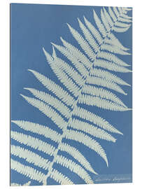 Gallery Print Lastrea oreopteris