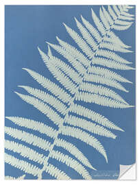 Wandsticker Lastrea oreopteris