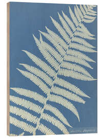 Holzbild Lastrea oreopteris