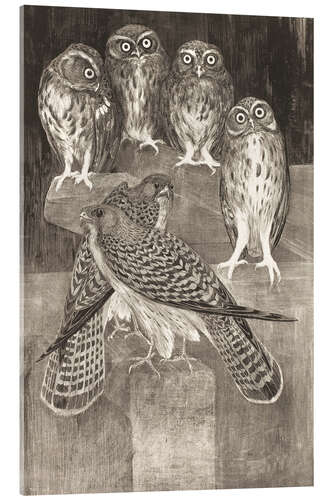 Acrylic print Four little owls and two kestrels