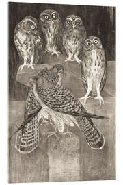 Acrylic print Four little owls and two kestrels - Theo van Hoytema