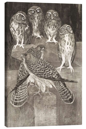 Canvas print Four little owls and two kestrels