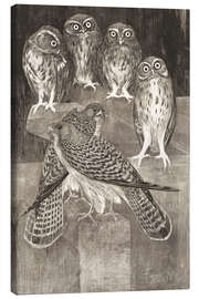 Canvas print Four little owls and two kestrels - Theo van Hoytema