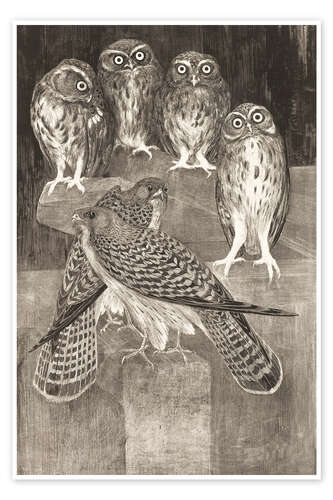 Poster Four little owls and two kestrels