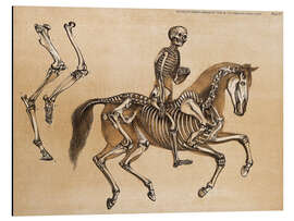 Aluminium print Skeleton of Man and Horse - Benjamin Waterhouse Hawkins