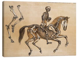 Canvastavla Skeleton of Man and Horse - Benjamin Waterhouse Hawkins