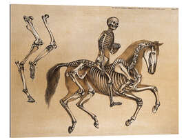 Cuadro de plexi-alu Skeleton of Man and Horse - Benjamin Waterhouse Hawkins