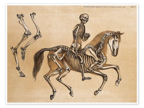 Poster Skeleton of Man and Horse