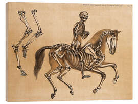Print på træ Skeleton of Man and Horse - Benjamin Waterhouse Hawkins
