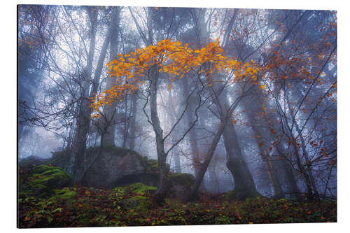Quadro em alumínio Orange autumn in Slovenia
