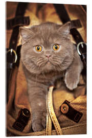 Acrylic print Kitten on the move - Janina Bürger