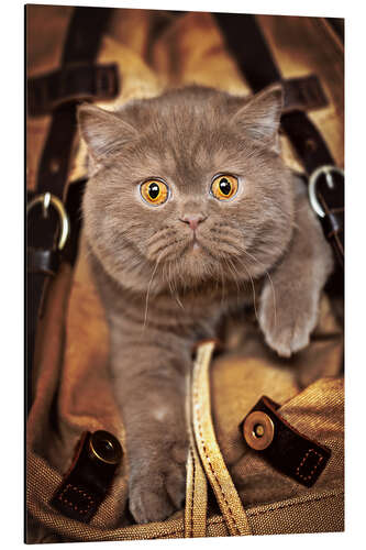 Aluminium print Kitten on the move