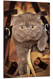 Aluminium print Kitten on the move - Janina Bürger