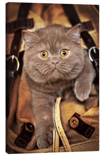 Canvas print Kitten on the move