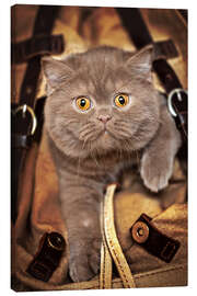 Canvas print Kitten on the move - Janina Bürger