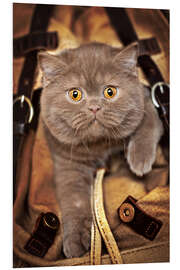 Hartschaumbild Katzenbaby im Koffer