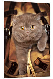 Gallery Print Katzenbaby im Koffer