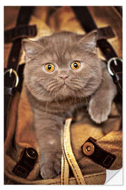 Wandsticker Katzenbaby im Koffer