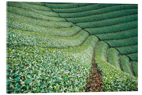 Akrylglastavla Tea field in Japan