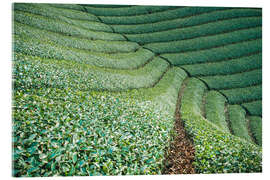 Akrylglastavla Tea field in Japan