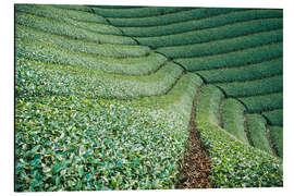 Aluminium print Tea field in Japan